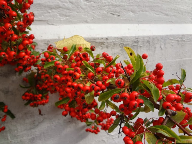 Red berries, white wall