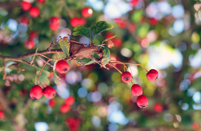 album flores fotografía macro