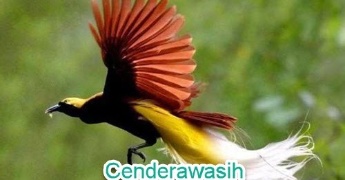 Langkah Menulis Teks Laporan Hasil Observasi Langkah Menulis Teks Laporan Hasil Observasi