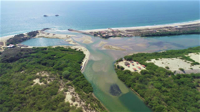 Inusual plaga daña ecosistema de mangle en Laguna Corralero Inusual plaga daña ecosistema de mangle en Laguna Corralero