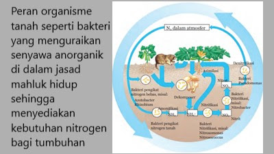 Gambar organisme tanah