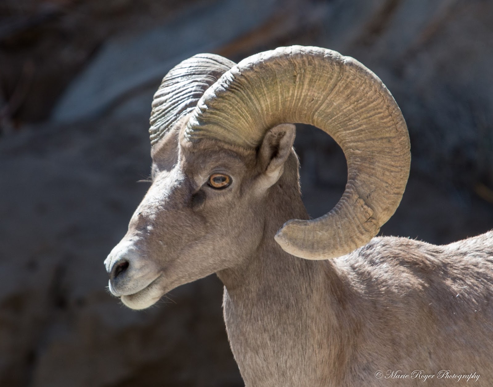 Never Just a Photograph Peninsular Bighorn Sheep at AnzaBorrego