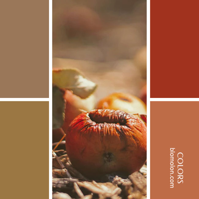 variedad en color combinacion 48 variedad_en_color_combinacion_48