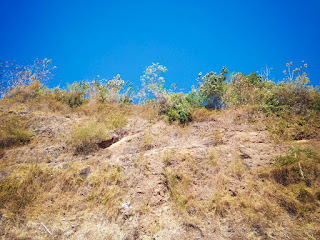 Natural View Hillside With Arid Plants And Soil On A Sunny Day In The Dry Season North Bali Indonesia