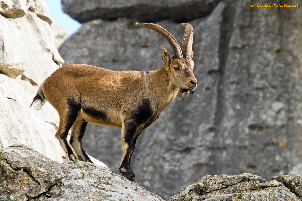 Fotografía de Naturaleza JM Gavilán Cabra
