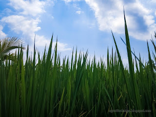 Fresh Green Leaves Of Paddy Plants Of The Rice Field In The Sunny Cloudy Day At Ringdikit Village North Bali Indonesia