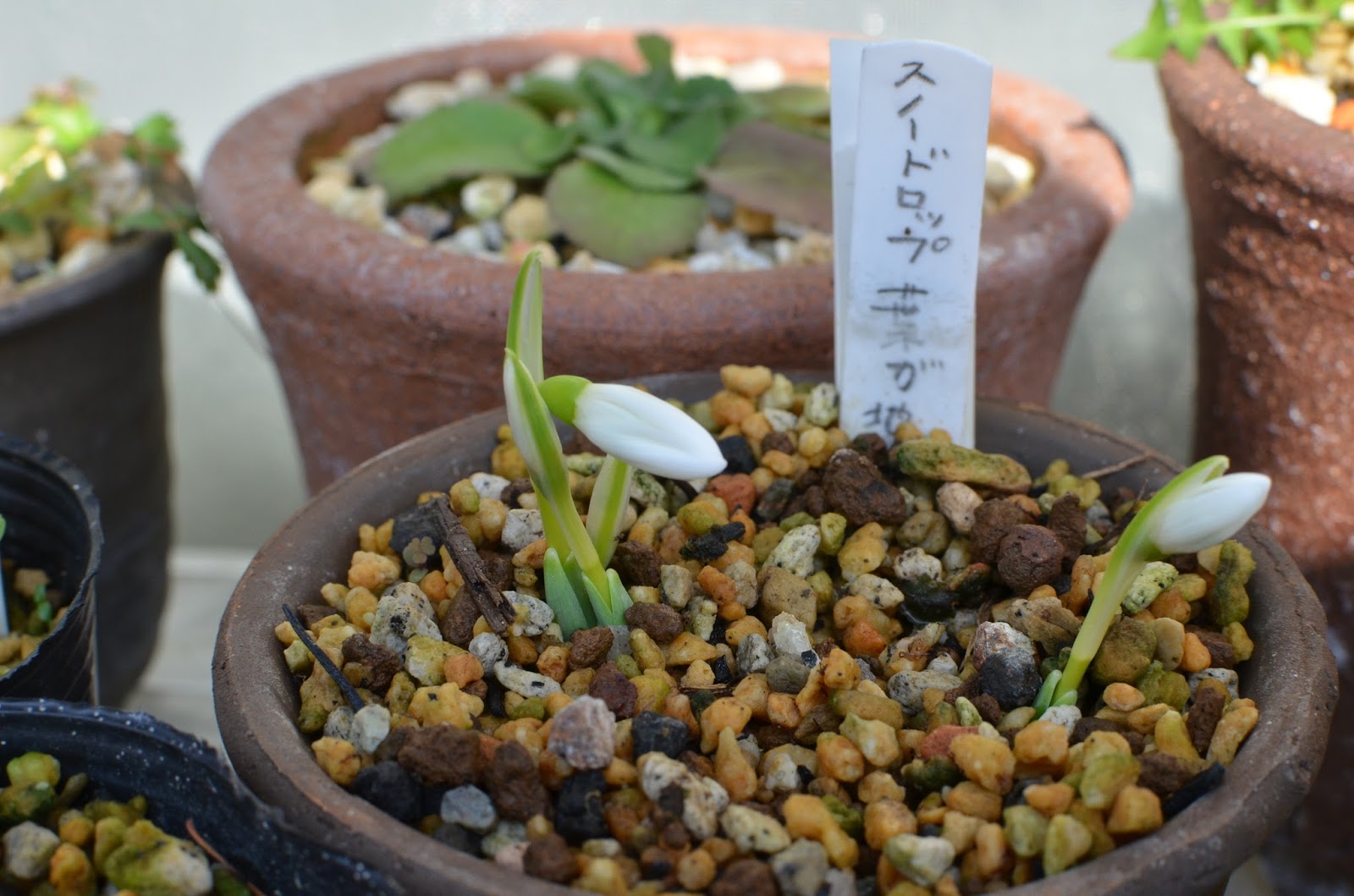 Atlas Garden 我が家の山野草 秋咲きスノードロップ 蕾