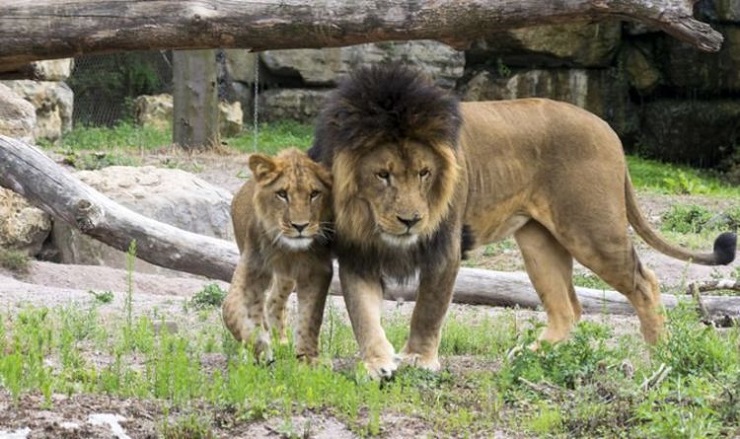 Четыре Льва. Зоопарки в которых есть львы. Четыре Льва four Lions 2010. Зоопарк в Испании. Лев в зоопарке съедает