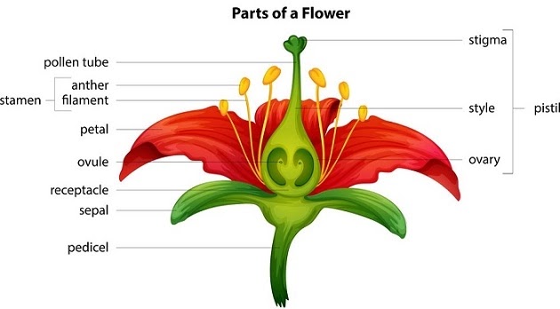 Plant-Morphology-in-hindi