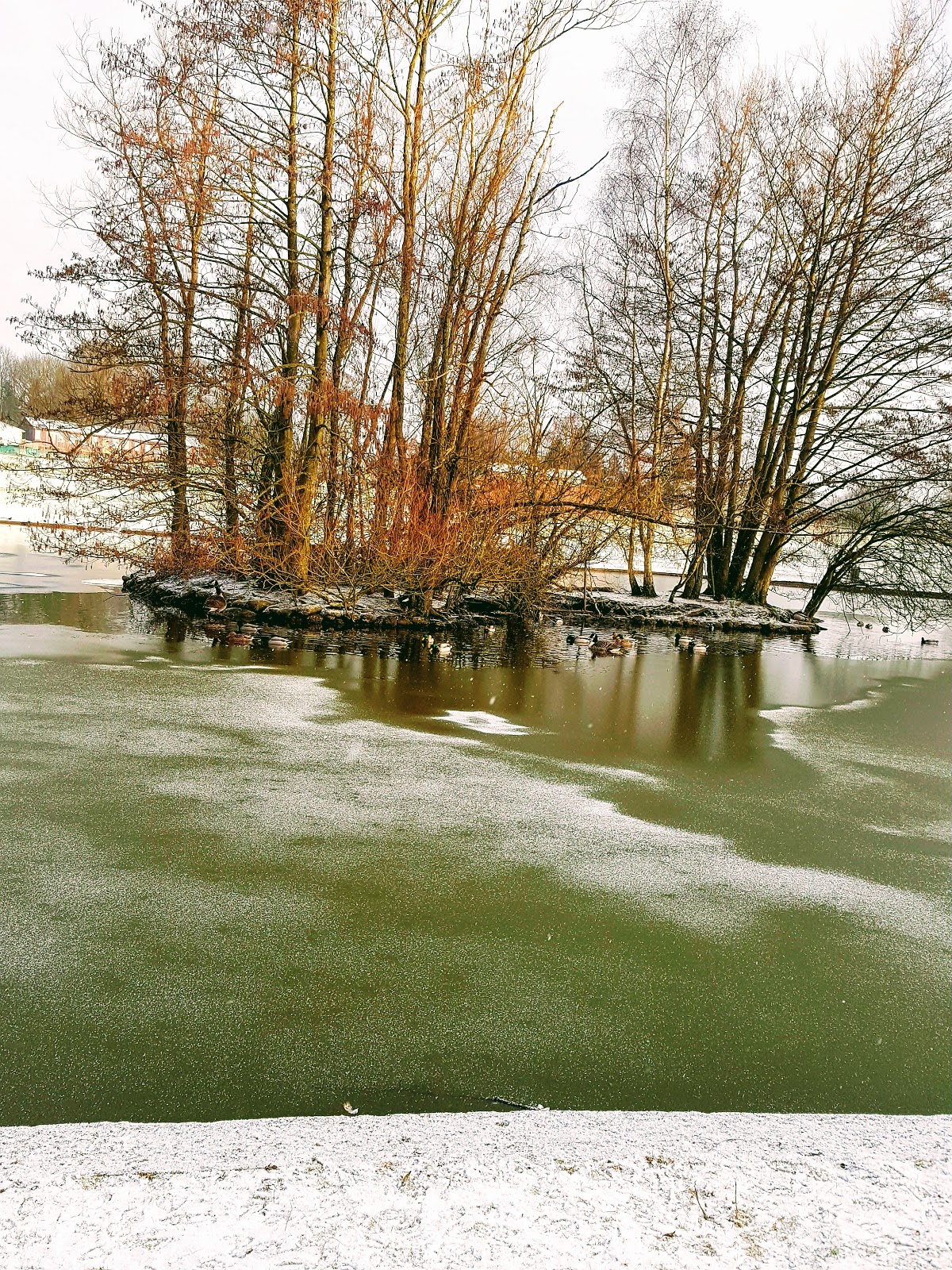 Snow Dog: The Wordless Or Not So Wordless Wednesday Link Up Snow Dog: The Wordless or not so Wordless Wednesday Link Up