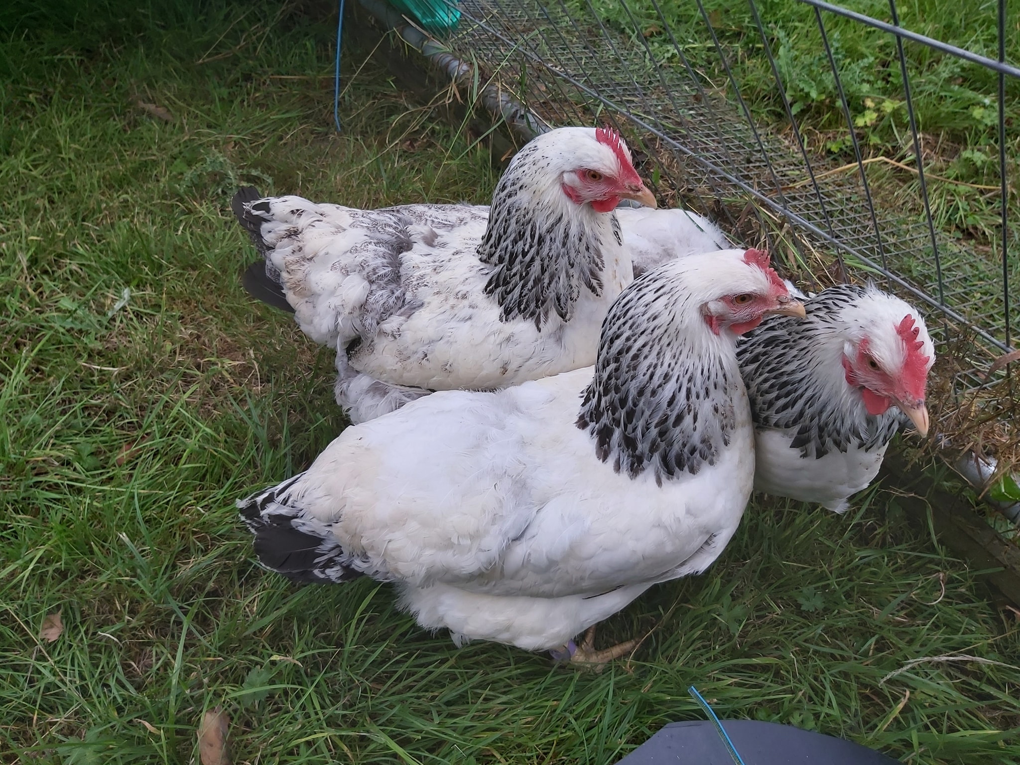 An English Homestead Own Meat Birds Get A Step Closer