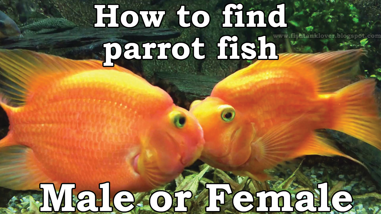 How to Find Parrot Fish { Male or Female }