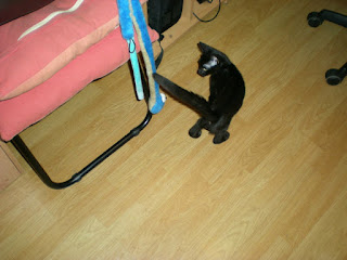 Serpiente de juguete para gatos