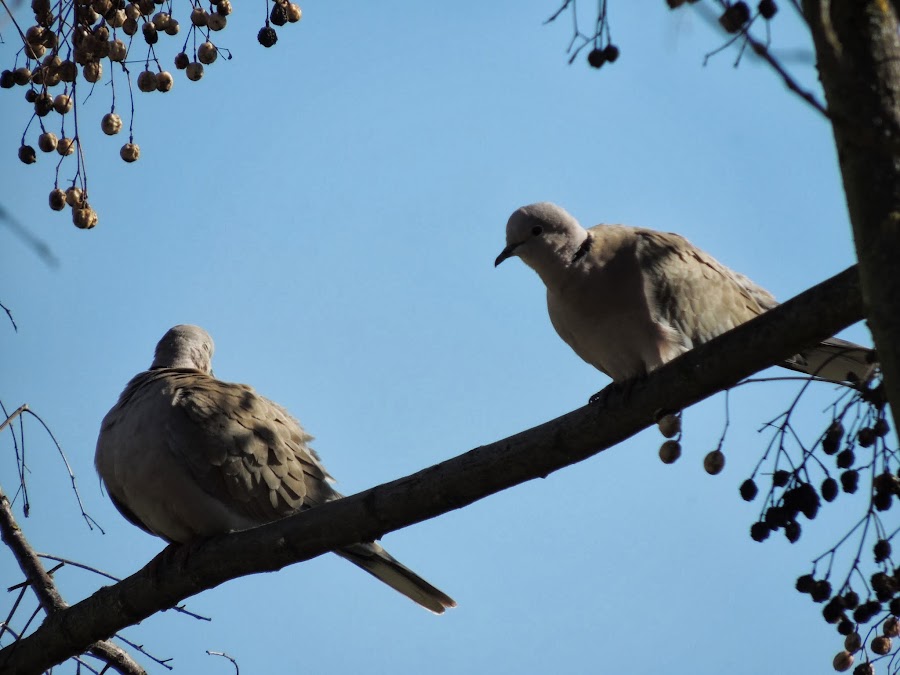 STREPTOPELIA DECAOCTO