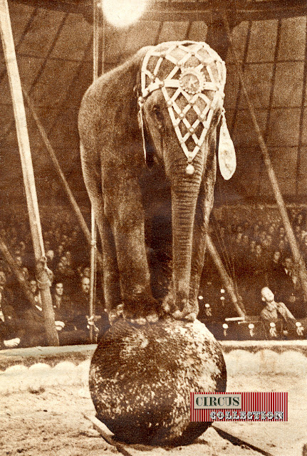 éléphant en équilibre sur une boule