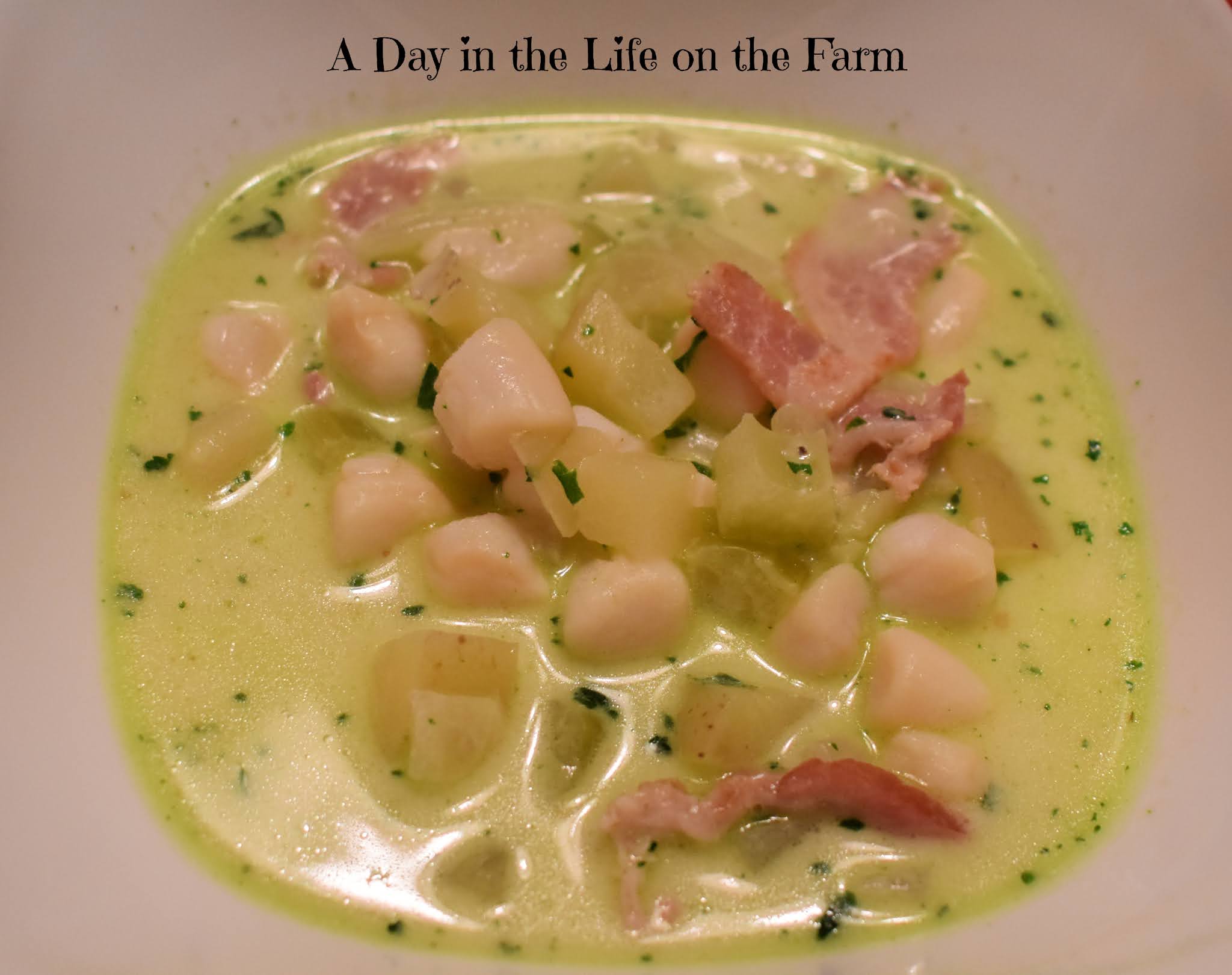 A Day in the Life on the Farm Bay Scallop Chowder and a White Bordeaux