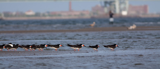 Black Skimmer - Plumb Beach, New York