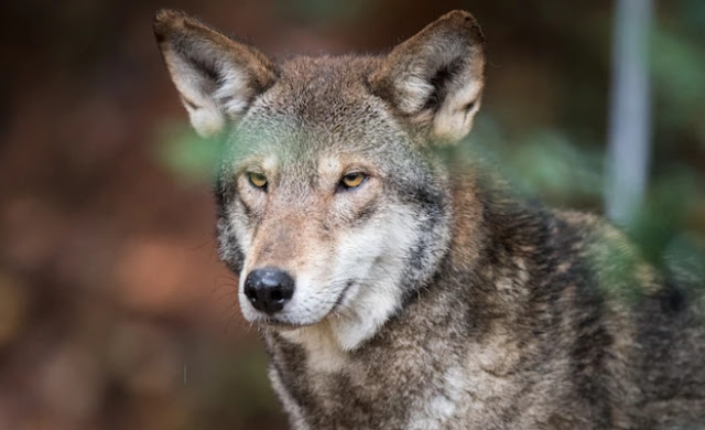 Red Wolves name for Washington’s NFL team could help save the species ...
