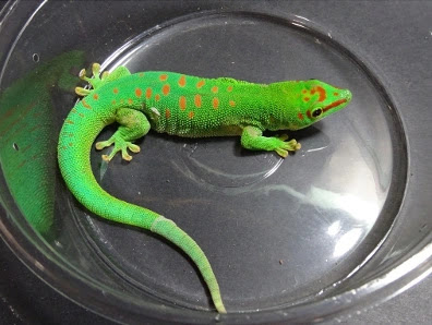 Tips Lengkap Gecko : Cara Memelihara Hingga Merawatnya