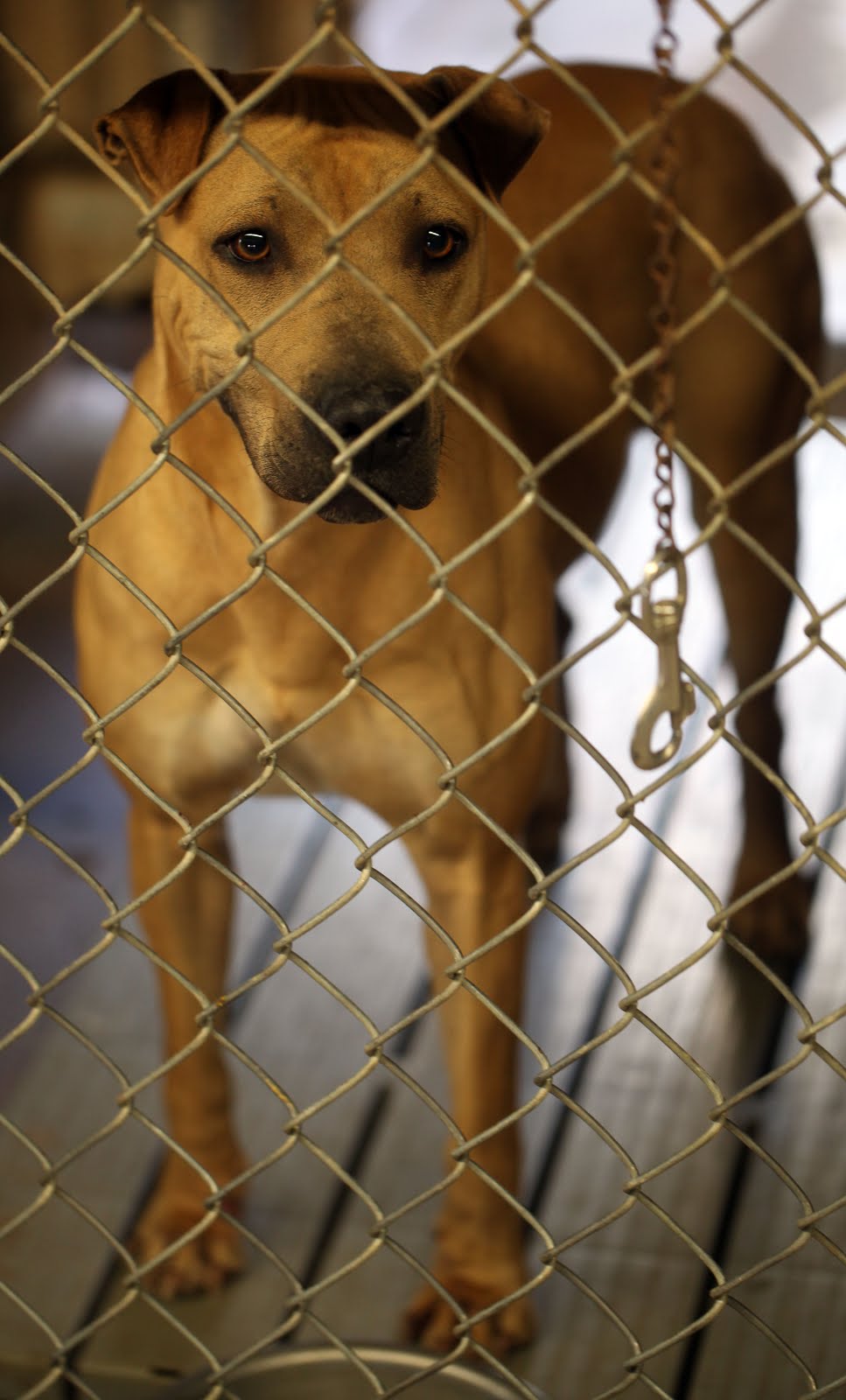 Dog Snot On My Windshield Huachuca City animal shelter