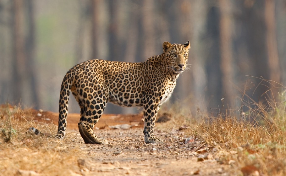 Why are Leopards so dangerous? What's the deadliest big cat?