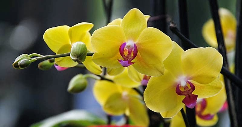 Phalaenopsis - Guia Inicial