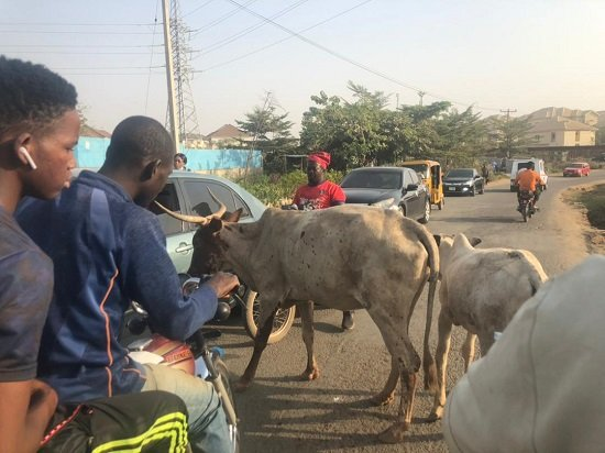 Cows block G-Wagon, other cars and road users on Apo road, Abuja [photos] 13
