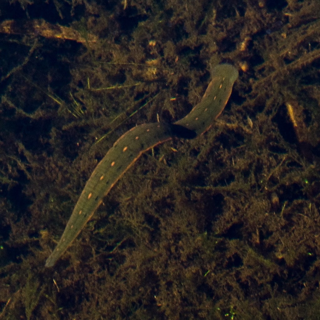 Medicinal leeches, useful animals that thirst for blood