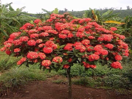 Chữa bệnh từ cây mẫu đơn