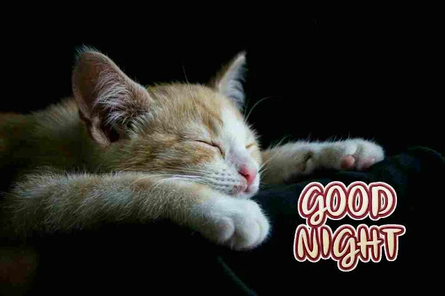 Best Good Night sleeping cat Images, Photos, Greetings and HD Pictures