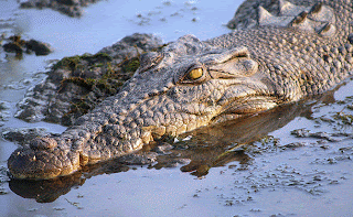  تمساح المياه المالحة "البحيرات" Saltwater Crocodile