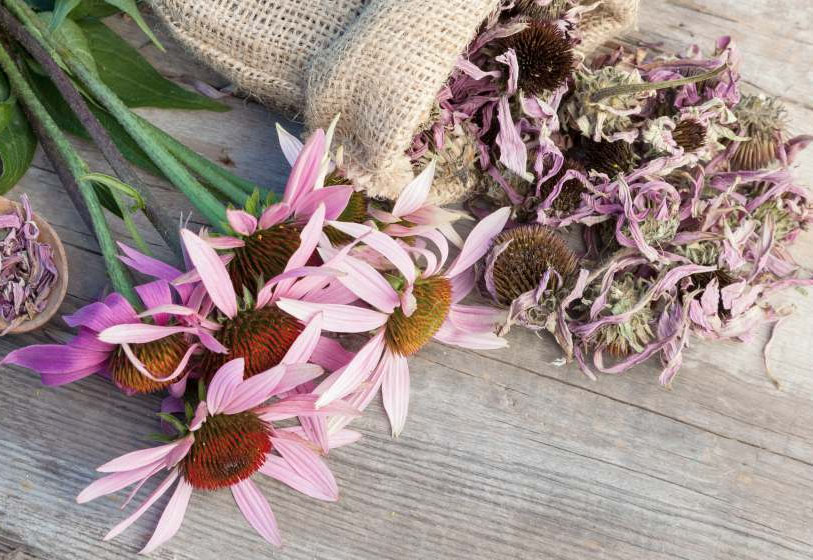 How to Grow Echinacea at Home