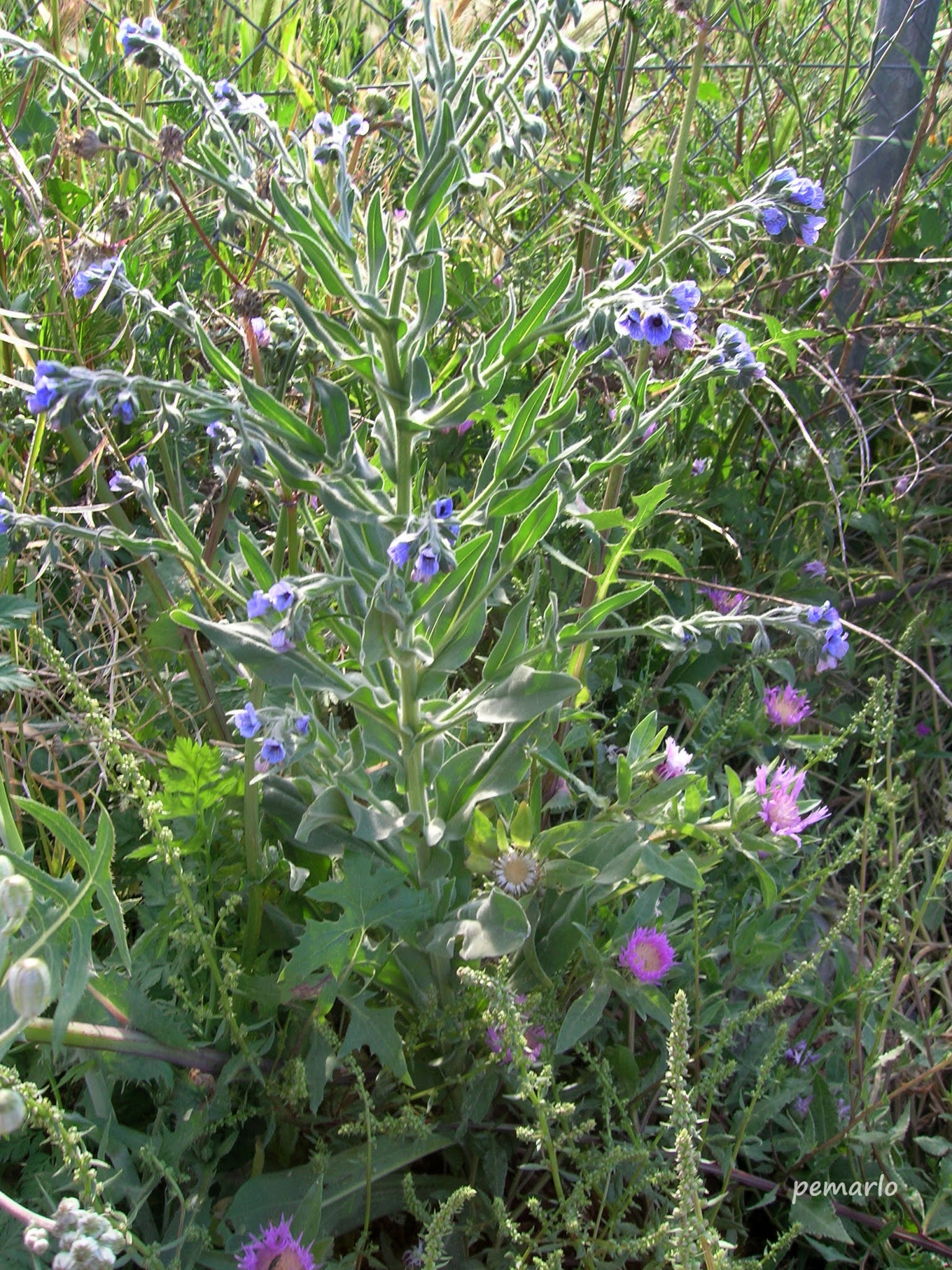 Plantas de Murcia: CYNOGLOSSUM CRETICUM (Lengua de perro) EXTENDIDA POR
