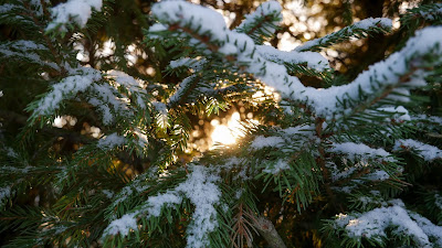 HD Wallpaper Winter spruce, branches, snow HD Wallpaper Winter spruce, branches, snow