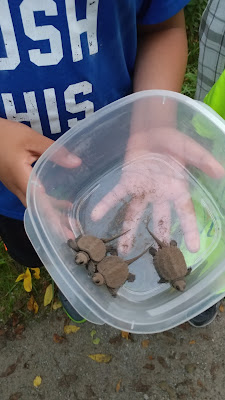 baby snapping turtles in a tupperware container held by a child
