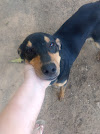 WhatsApp%2BImage%2B2020 07 30%2Bat%2B12.42.07 Niterói tem feira virtual para adoção de cães e gatos neste sábado
