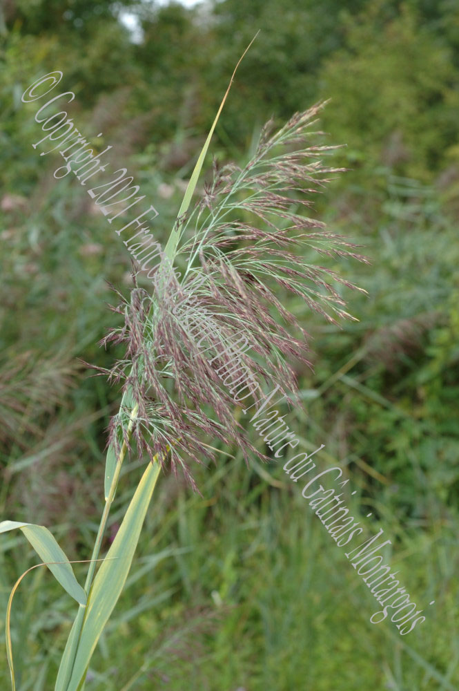 Roseau phragmite