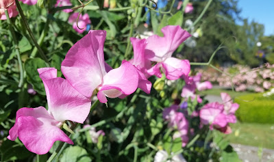 Sweat Peas in Government House Gardens