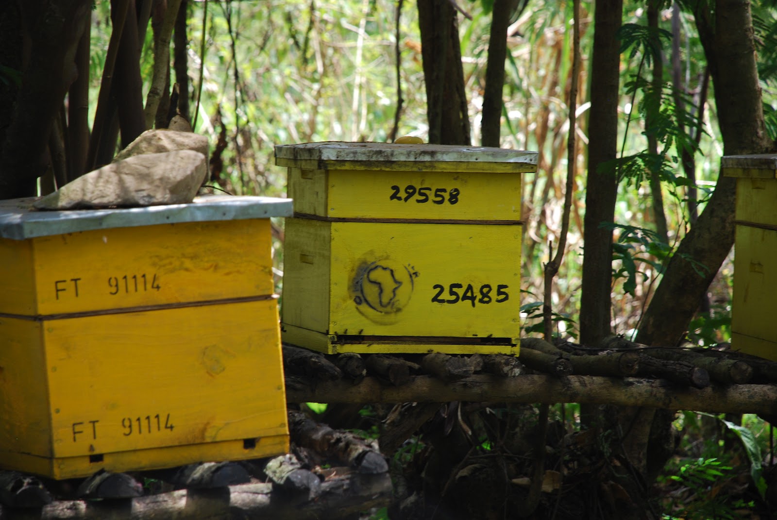 GreenUp Blog Beekeeping in Kenya