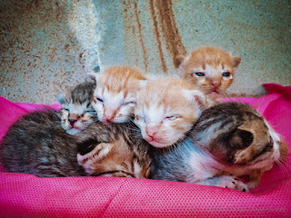 Cute Kitten Newborn Baby Cats Sleep Huddling Together On Cloth In The House North Bali Indonesia