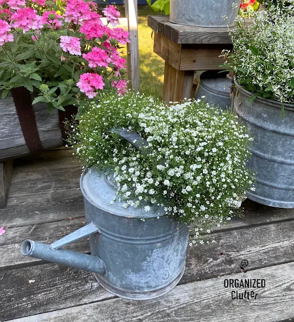 Photo of a watering can with baby's breath