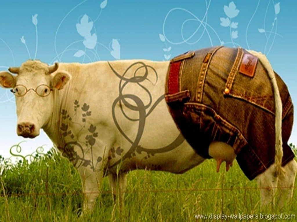 best hd wallpapers for ipad: New Funny Wallpapers 2012
