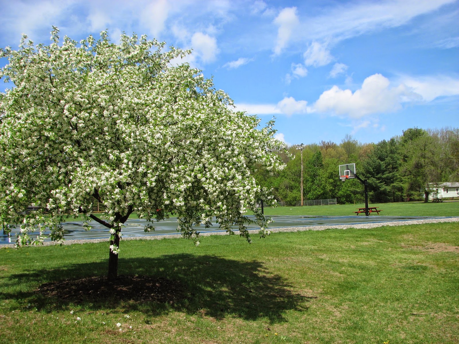 South Burlington, VT. photos Flowering Crabapple Trees. Litter with a Story To Tell
