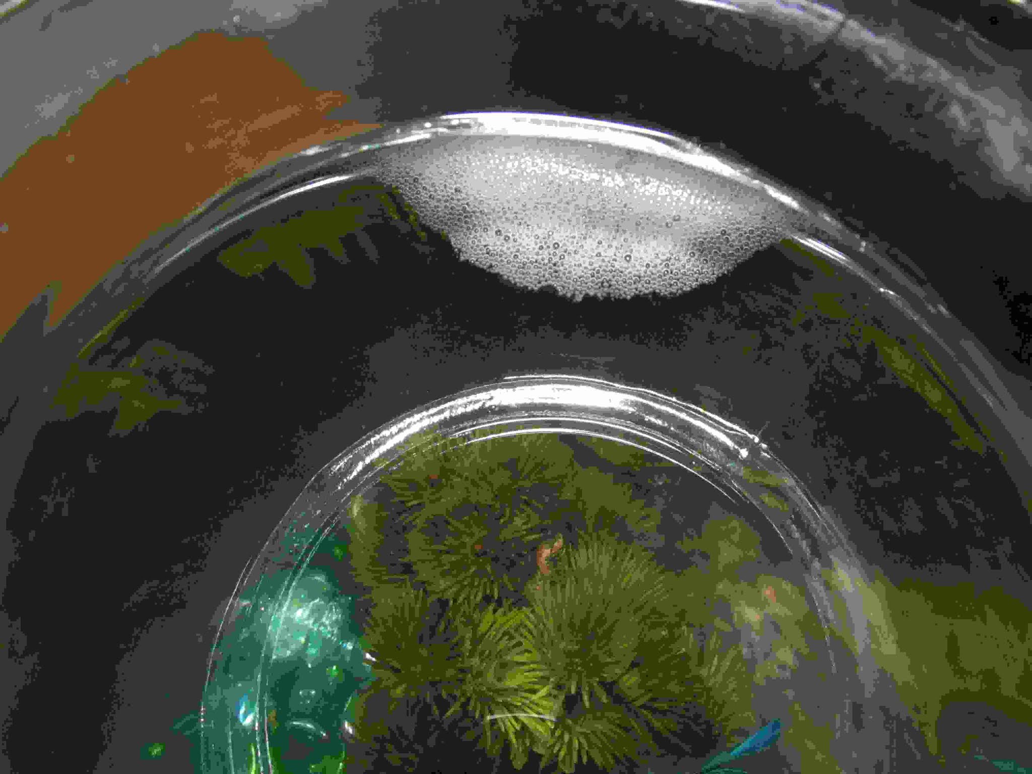 Why Do Betta Fish Make Bubbles? [Exclusive facts you need to know