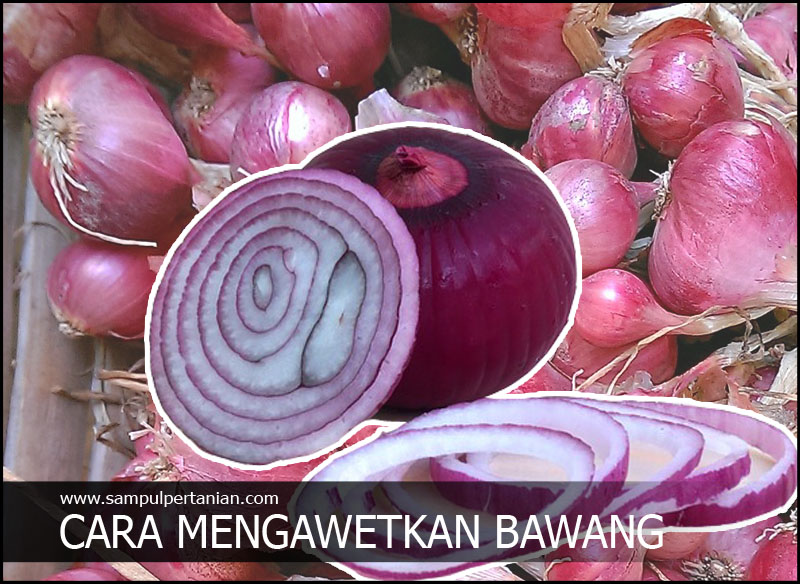 Cara Membuat Merawat Bibit Bawang Merah Askip Youtube