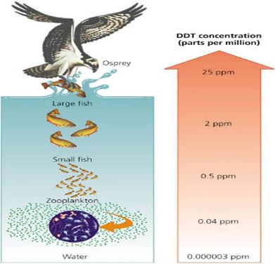 Ddt Termasuk Insekta Yang Sulit Terurai Dilingkungan Dan Dapat Masuk Kedalam Tubuh Makhluk Hidup Melalui Rantai Makanan Akumulasi Ddt Tertinggi Terdapat Di Blog Pak Pandani