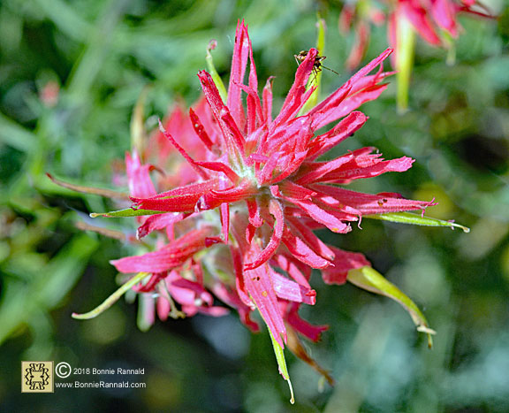 Desert Paintbrush, Castilleja chromosa