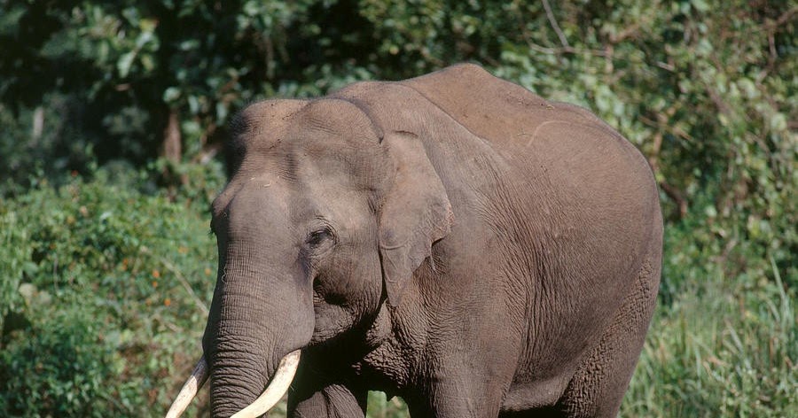 أنا أنين أخلاقيات عالية باربار الفيل خرطوم طويل dsvdedommel com