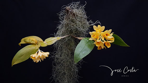 Dendrobium sulcatum Lindl.,