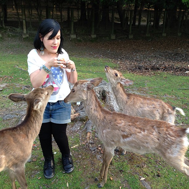 rencontre avec les cerfs à Nara au Japon rencontre avec les cerfs à Nara au Japon